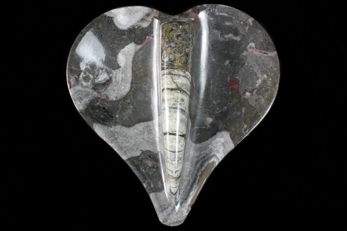 Heart Shaped Fossil Goniatite & Orthoceras Dish #73974